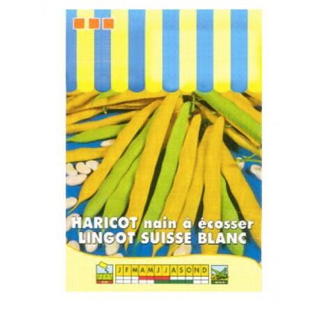 Haricot nain à écosser 'Lingot suisse blanc' le sachet de 100 graines (100g) (1/2)