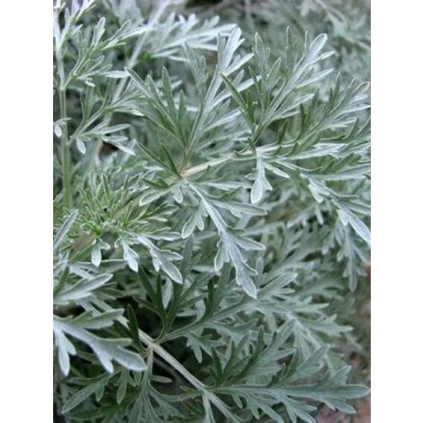 Artemisia 'Powis castle' Pot de 2L/3L