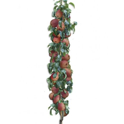 Poirier 'Moscou' Pot de 7,5L/10L, Colonnaire (1/5)