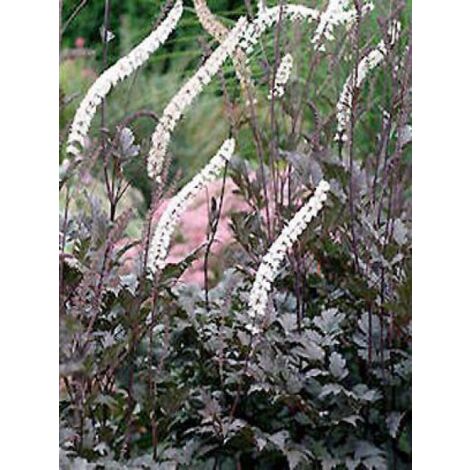 Bugbane 'Black Negligee' Godet de 8/9 cm (1/5)