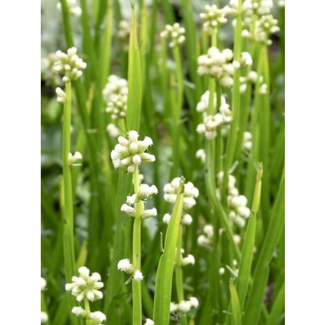 Carqueja Pot de 3L/4L (1/5)
