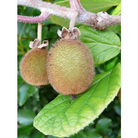 Kiwi 'Hayward' Pot de 1,5L/2L (1/4)