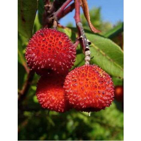 Arbousier, Arbre à fraises Pot de 2L/3L