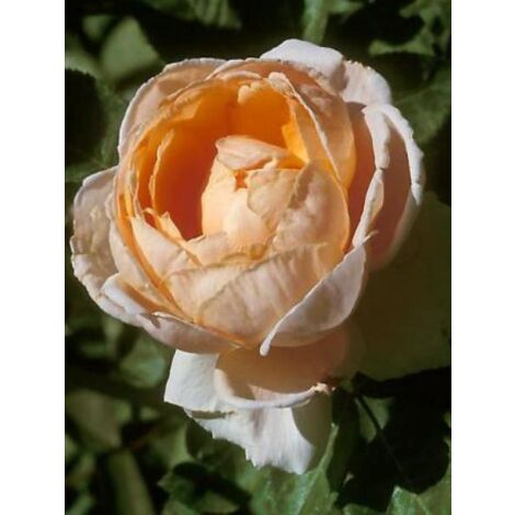 Rosier Thé moderne 'Abbaye de Cluny' Pot de 4L/5L (1/3)