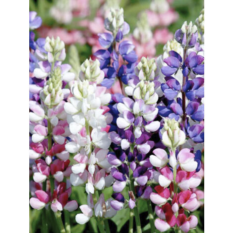 Lupin annuel en mélange le sachet de 80 graines (1,5g) (1/2)