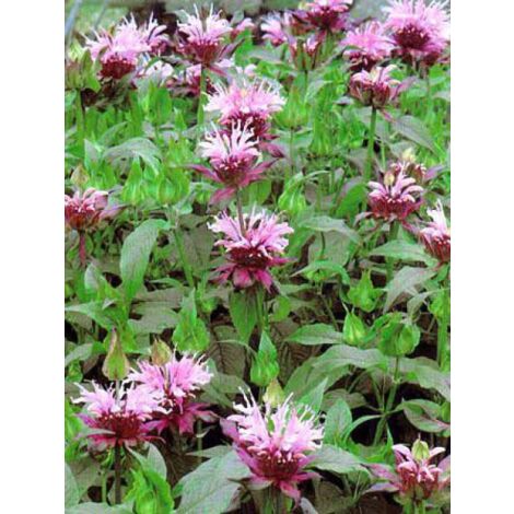 Monarde 'Beauty of Cobham' Godet de 8/9 cm (1/4)