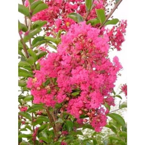 Lilas des Indes 'Red Imperator' Pot de 3L/4L, Touffe (1/2)