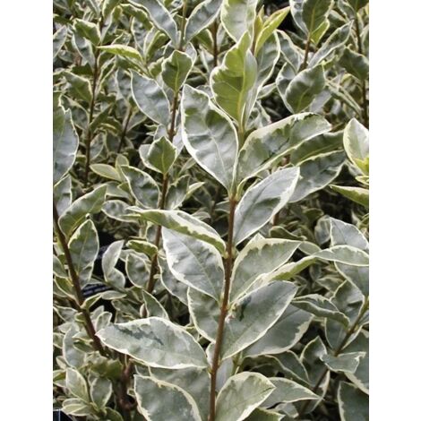 Troène de Californie 'Argenteum' Pot de 2L/3L (1/4)