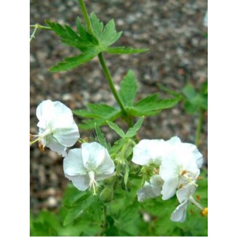 Géranium vivace livide 'Album' Godet de 8/9 cm (1/3)