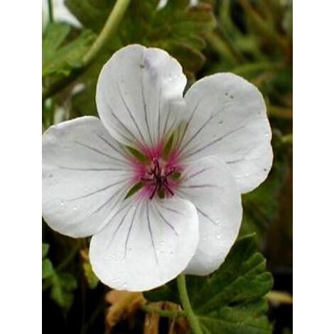 Géranium vivace 'Combland White' Godet de 8/9 cm