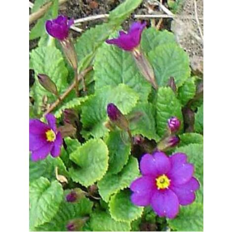 Primevère tapissante du Caucase 'Wanda' Godet de 8/9 cm (1/4)