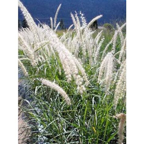 Herbe aux écouvillons 'Tall Tails' Godet de 8/9 cm (1/3)