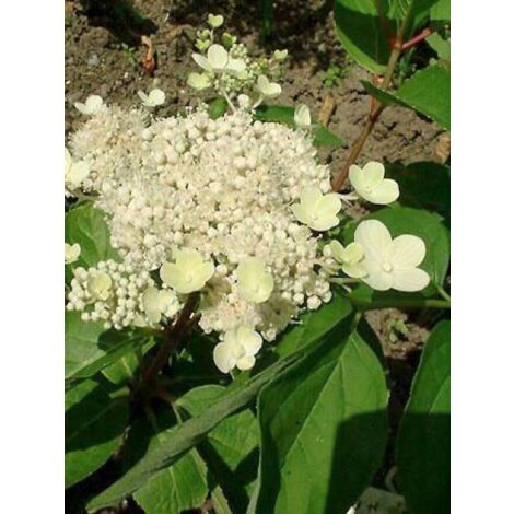 Hortensia paniculé 'Dharuma' Pot de 2L/3L (1/3)