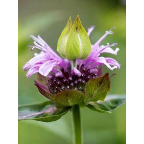 Monarde 'Mohawk' Godet de 8/9 cm (1/3)