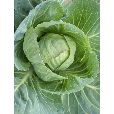 Chou cabus, Chou pommé 'Cœur de Bœuf' le sachet de 800 graines (2g) (1/2)
