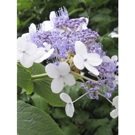 Hortensia nain 'Late Love' Pot de 3L/4L (1/3)