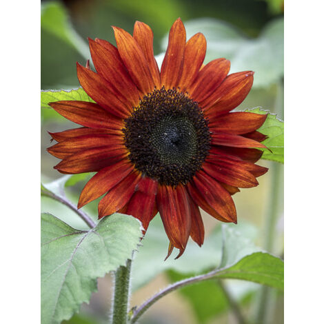 Soleil, Tournesol 'Claret F1' le sachet de 25 graines (1/2)