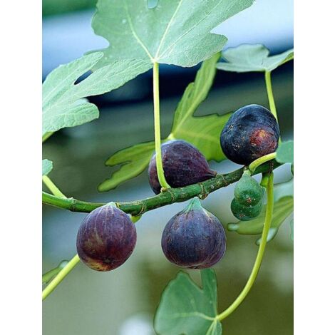 Figuier 'Noir de Bellone' Pot de 3L/4L, Buisson, Ramifié (1/3)