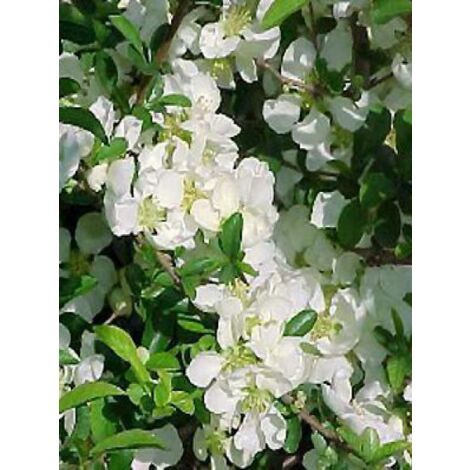 Cognassier du Japon 'Jet Trail' Pot de 3L/4L (1/4)