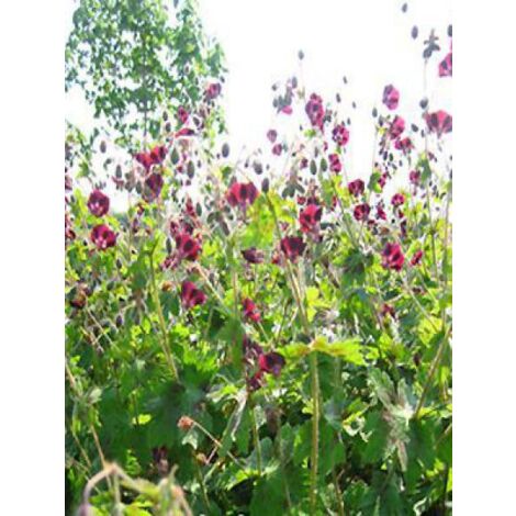Géranium vivace livide 'Angelina' Godet de 8/9 cm