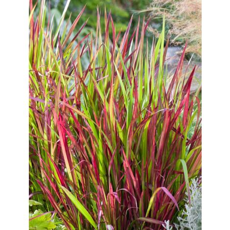 Imperata cylindrica 'Red Baron' Godet de 8/9 cm