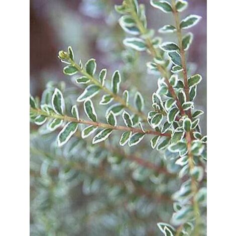 Chèvrefeuille à feuilles de buis 'Silver Beauty' Pot de 2L/3L (1/2)