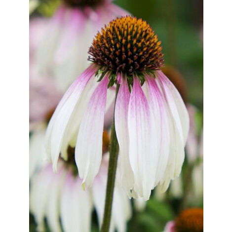 Rudbeckia 'Pretty Parasols' Godet de 8/9 cm (1/2)