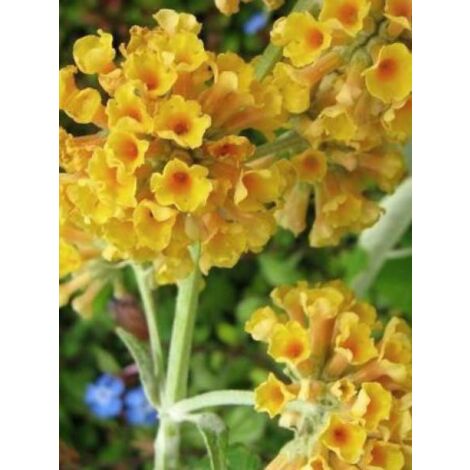 Arbre aux papillons 'Sungold' Pot de 2L/3L (1/5)