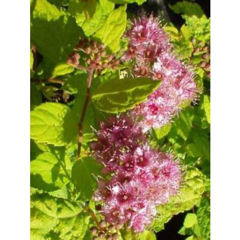 Spirée japonaise 'Golden Princess' Pot de 2L/3L (1/2)