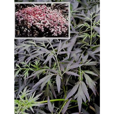 Sureau noir 'Black Lace'® Pot de 12L/15L (1/3)
