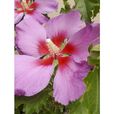 Althée, Ketmie, Rose de Chine 'Rose Moon' Pot de 3L/4L (1/2)
