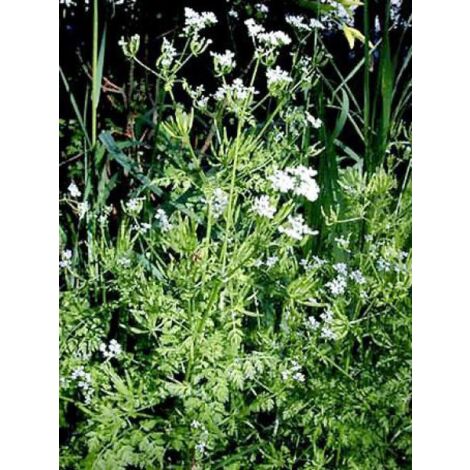 Cerfeuil le sachet de 1700 graines (5g) (1/5)