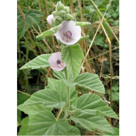 Guimauve officinale Godet de 8/9 cm