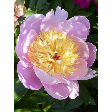 Pivoine de Chine 'Sea Shell' Pot de 3L/4L