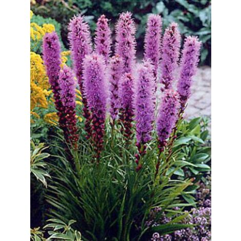Liatride Plume du Kansas 'Floristan Violet' – Hauteur 90 cm – Exposition soleil – Fleur violet – Godet 8/9 cm
