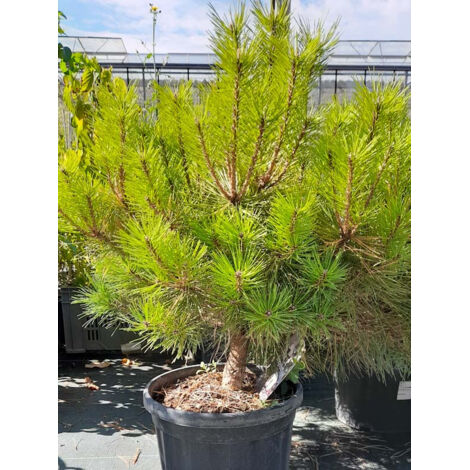 Pin noir d'Autriche 'Pierrick Brégéon' Pot de 7,5L/10L