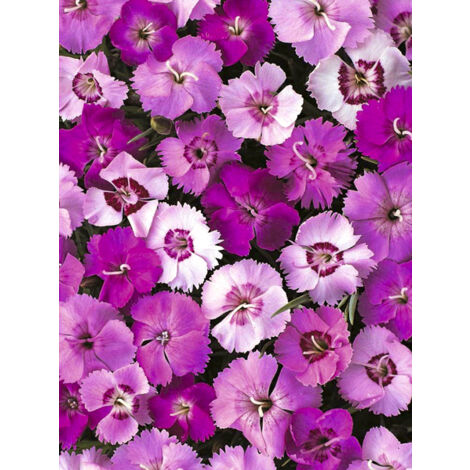 Œillet mignardise 'Ipswich Pinks Mixed' Sachet de 2g (1/2)