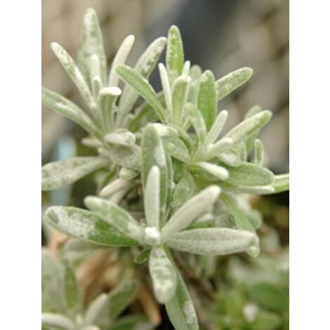 Lavande 'Richard Gray' Godet de 8/9 cm (1/3)