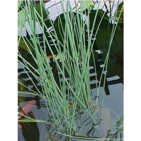 Jonc glauque, Jonc des jardiniers Pot de 2L/3L (1/5)