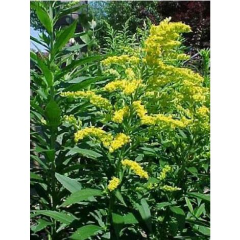 Verge d'or 'Goldkind' Godet de 7/8 cm (1/2)