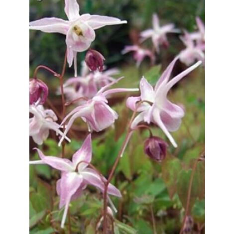 Fleur des elfes à grandes fleurs 'Akebono' Godet de 8/9 cm (1/2)
