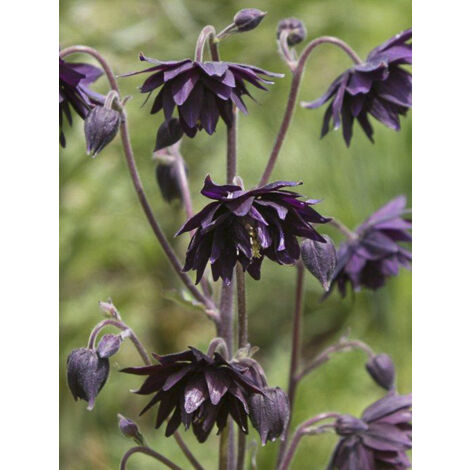 Ancolie des jardins 'Miss I huish' le sachet de 50 graines (0,12g) (1/2)