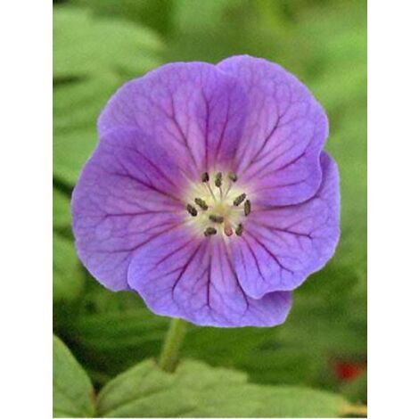 Géranium vivace de l'Himalaya Godet de 8/9 cm