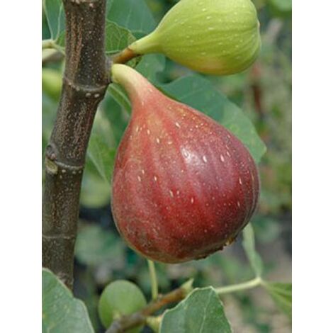 Figuier 'Brown Turkey' Pot de 4L/5L, Scion