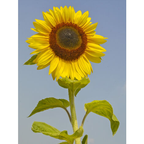 Soleil, Tournesol 'Uniflorus Giganteus' le sachet de 40 graines (3g) (1/2)