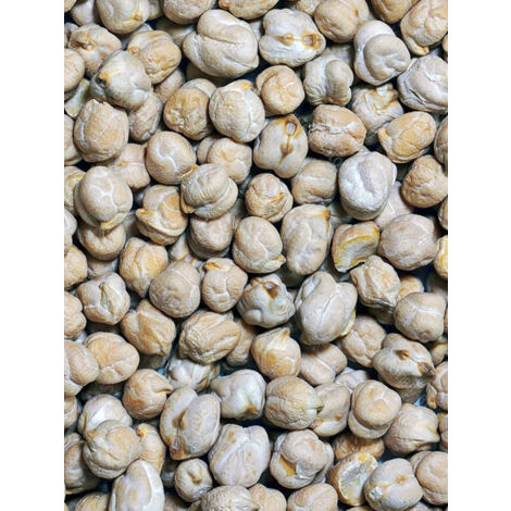 Pois chiche le sachet de 250 graines (100g) (1/2)