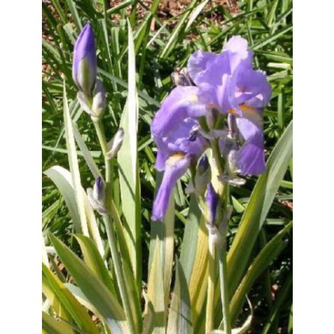 Iris pallida 'Variegata' Pot de 1,5L/2L (1/2)