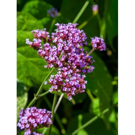 Verveine de Buenos Aires Godet de 8/9 cm