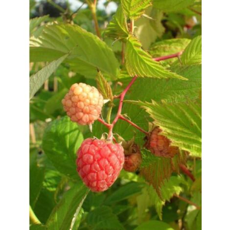 Framboisier 'September' Pot de 2L/3L, Touffe (1/3)