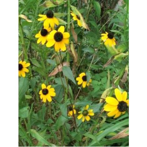 Rudbeckie trilola Godet de 8/9 cm (1/3)